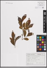 Foto von Salix cinerea L.